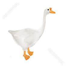Watercolor drawing white duck, farm bird, hand drawn illustration