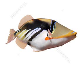 Humuhumunukunukuapua'a--Hawaii's state fish.