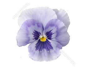 Design Elements: Light blue Pansy