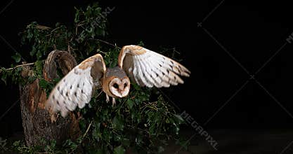Barn Owl, tyto alba, Adult in flight, Normandy