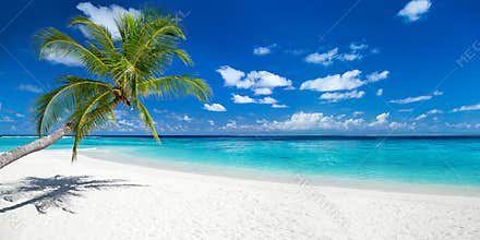 Coco palm on tropical paradise panorama beach