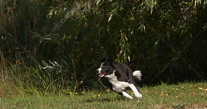 Border Collie Dog, Young Male Running on Grass, Normandy