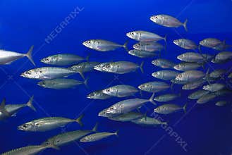 School of Sardines