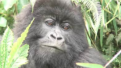 Wild Gorilla animal Rwanda Africa tropical Forest