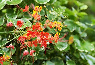 Beautiful flora, colorful red and yellow flowers of Sabah, Borneo, Malaysia