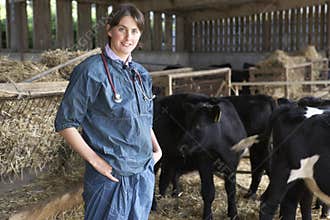 Portrait Of Vet In Barn With Cattle