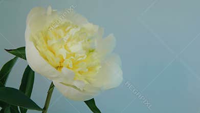 Flowering of white peony