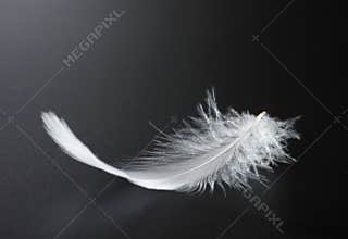 Feather