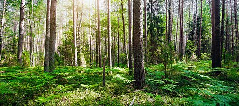Forest. Wild plants and trees
