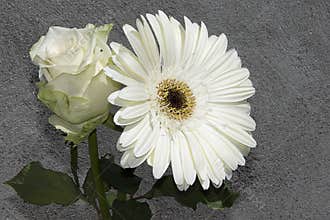 Rose with gerber