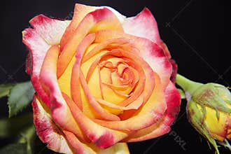 Nice rose