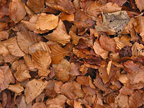 Autumn leaves