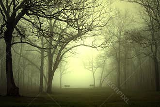 Park in Fog