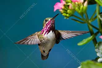 Calliope Hummingbird