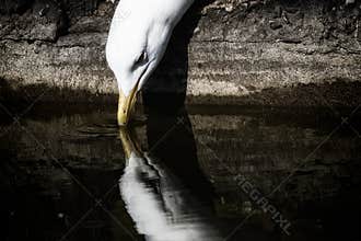 Seagull drinking water riverside with reflection. Aesthetic nature image.