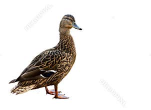 Duck