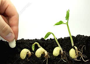 Germinating beans