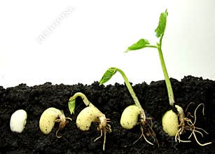 Germinating plant