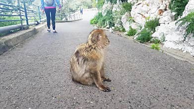 Gibraltar monkey