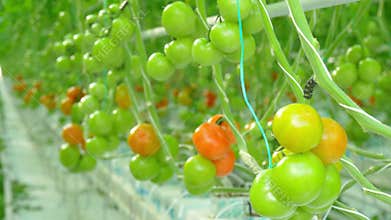 Natural tomatoes growing