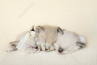 Three adorable kittens snuggling