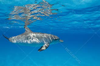 Rippled Solo Dolphin