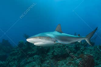 Reef Shark Profile