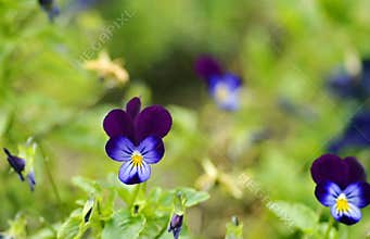 Soft blurred green background border violets