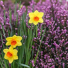 Daffodils or japan narcissus outside with pink flowers on background