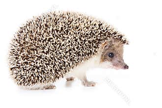 Hedgehog