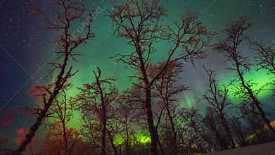 Beautiful movement of Aurora Borealis over trees