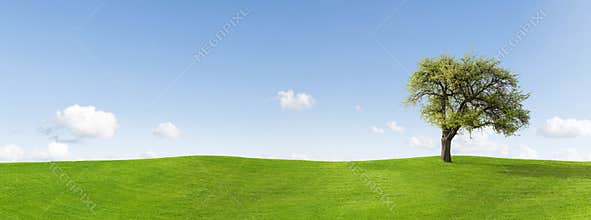 Tree in panoramic countryside
