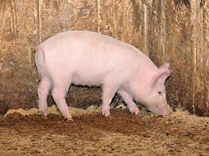Little pig