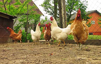 Chickens