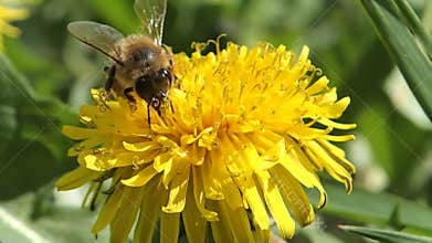 Bee on a dandelion