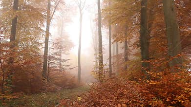 Autumn foggy forest