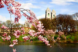 The Cherry Blossom Festival in New Jersey