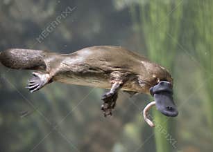 Platypus