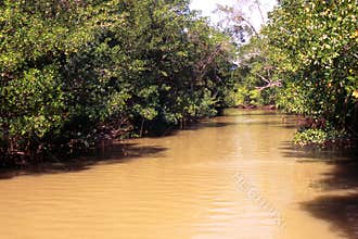 Through the Amazon rainforest