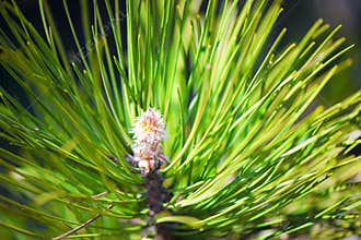 Pine blossom