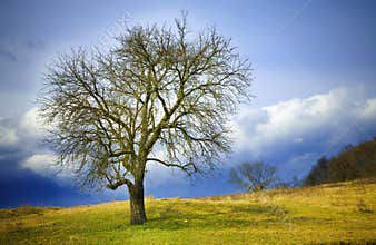 Winter tree