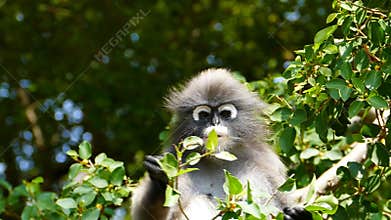 Spectacled langurs in nature.