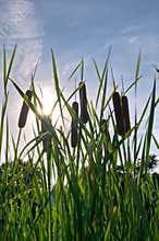 Cattails