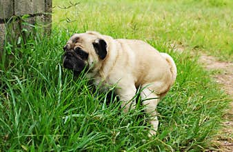 Pug Poo