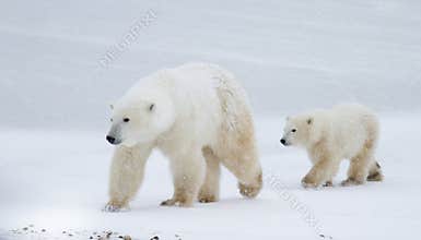 Polar bear mom and cub walking on the ice