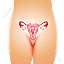 Female Uterus Fallopian Tubes