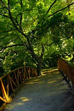 Tree and bridge