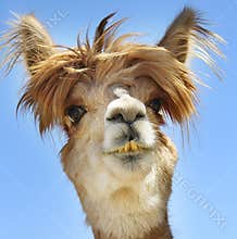 Alpaca with funny hair.