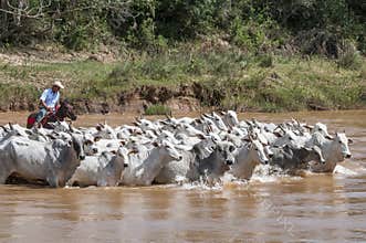 Brazilian cowboy with cows