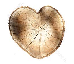 Cross section of tree rings